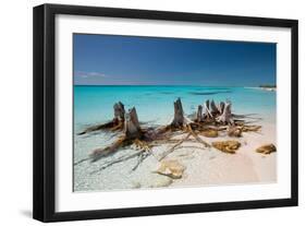 Dead Tree Stumps on a Caribbean Beach in Cuba's Cayo Largo-Alex Saberi-Framed Photographic Print