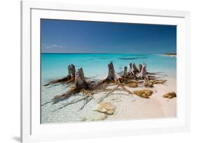 Dead Tree Stumps on a Caribbean Beach in Cuba's Cayo Largo-Alex Saberi-Framed Photographic Print