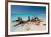 Dead Tree Stumps on a Caribbean Beach in Cuba's Cayo Largo-Alex Saberi-Framed Photographic Print