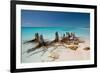 Dead Tree Stumps on a Caribbean Beach in Cuba's Cayo Largo-Alex Saberi-Framed Photographic Print