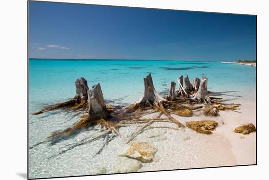 Dead Tree Stumps on a Caribbean Beach in Cuba's Cayo Largo-Alex Saberi-Mounted Photographic Print