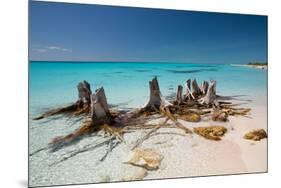 Dead Tree Stumps on a Caribbean Beach in Cuba's Cayo Largo-Alex Saberi-Mounted Photographic Print