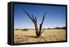 Dead Tree with a Flat Top Mountain in the Distance-null-Framed Stretched Canvas