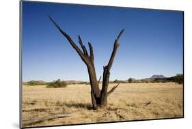 Dead Tree with a Flat Top Mountain in the Distance-null-Mounted Photographic Print