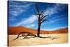 Dead Tree-MJO Photo-Stretched Canvas