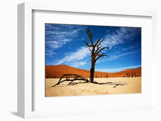 Dead Tree-MJO Photo-Framed Photographic Print