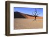 Dead Tree-jlombard-Framed Photographic Print