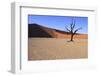 Dead Tree-jlombard-Framed Photographic Print