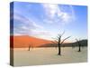 Dead Trees and Orange Sand Dunes-Gavin Hellier-Stretched Canvas