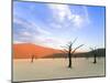 Dead Trees and Orange Sand Dunes-Gavin Hellier-Mounted Photographic Print