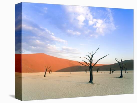 Dead Trees and Orange Sand Dunes-Gavin Hellier-Stretched Canvas