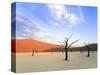 Dead Trees and Orange Sand Dunes-Gavin Hellier-Stretched Canvas