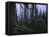 Dead Trees, Colorado-Michael Brown-Framed Stretched Canvas