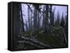 Dead Trees, Colorado-Michael Brown-Framed Stretched Canvas