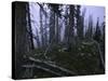 Dead Trees, Colorado-Michael Brown-Stretched Canvas