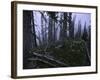 Dead Trees, Colorado-Michael Brown-Framed Photographic Print