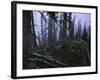 Dead Trees, Colorado-Michael Brown-Framed Photographic Print