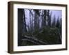 Dead Trees, Colorado-Michael Brown-Framed Photographic Print