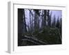Dead Trees, Colorado-Michael Brown-Framed Photographic Print