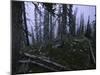 Dead Trees, Colorado-Michael Brown-Mounted Photographic Print
