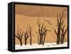 Dead Trees, Deadvlei, Sossusvlei, Namib Naukluft Park, Namib Desert, Namibia, Africa-Sergio Pitamitz-Framed Stretched Canvas