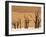 Dead Trees, Deadvlei, Sossusvlei, Namib Naukluft Park, Namib Desert, Namibia, Africa-Sergio Pitamitz-Framed Photographic Print