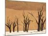 Dead Trees, Deadvlei, Sossusvlei, Namib Naukluft Park, Namib Desert, Namibia, Africa-Sergio Pitamitz-Mounted Photographic Print