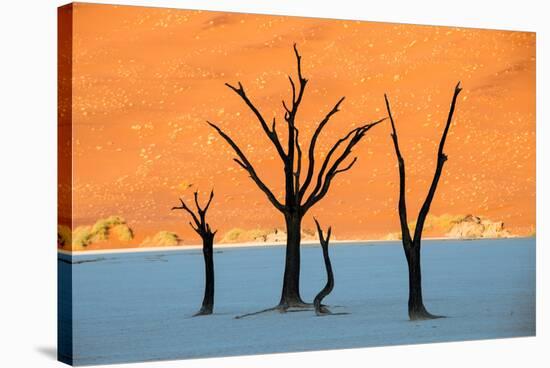 Dead trees in a desert, Dead Vlei, Sossusvlei, Namib Desert, Namib-Naukluft National Park, Namibia-null-Stretched Canvas