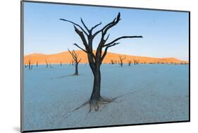 Dead trees in a desert, Dead Vlei, Sossusvlei, Namib Desert, Namib-Naukluft National Park, Namibia-null-Mounted Photographic Print