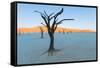 Dead trees in a desert, Dead Vlei, Sossusvlei, Namib Desert, Namib-Naukluft National Park, Namibia-null-Framed Stretched Canvas