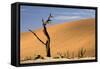 Dead Trees in Dead Vlei, Dead Trees with Red Dunes-null-Framed Stretched Canvas