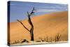 Dead Trees in Dead Vlei, Dead Trees with Red Dunes-null-Stretched Canvas