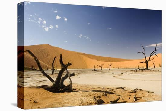 Dead Trees in Dead Vlei, Dead Trees with Red Dunes-null-Stretched Canvas