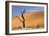 Dead Trees in Dead Vlei, Dead Trees with Red Dunes-null-Framed Photographic Print