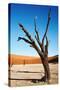 Dead Trees in Dead Vlei - Sossusvlei, Namib Desert, Namibia.-DmitryP-Stretched Canvas