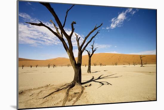 Dead Trees in Dead Vlei-null-Mounted Photographic Print