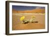 Dead Trees in Dead Vlei-null-Framed Photographic Print