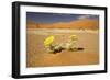 Dead Trees in Dead Vlei-null-Framed Photographic Print