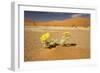 Dead Trees in Dead Vlei-null-Framed Photographic Print