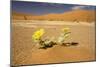 Dead Trees in Dead Vlei-null-Mounted Photographic Print