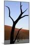 Dead Trees In Deadvlei Clay Pan, Sossusvlei. Namib-Naukluft National Park, Namibia, September 2013-Enrique Lopez-Tapia-Mounted Photographic Print