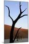 Dead Trees In Deadvlei Clay Pan, Sossusvlei. Namib-Naukluft National Park, Namibia, September 2013-Enrique Lopez-Tapia-Mounted Photographic Print