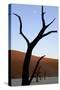 Dead Trees In Deadvlei Clay Pan, Sossusvlei. Namib-Naukluft National Park, Namibia, September 2013-Enrique Lopez-Tapia-Stretched Canvas