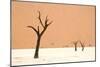 Dead trees in desert clay pan, Deadvlei, Namib-Naukluft , Namib Desert-Andrew Linscott-Mounted Photographic Print