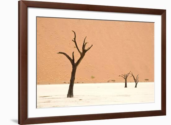 Dead trees in desert clay pan, Deadvlei, Namib-Naukluft , Namib Desert-Andrew Linscott-Framed Photographic Print