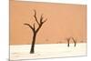 Dead trees in desert clay pan, Deadvlei, Namib-Naukluft , Namib Desert-Andrew Linscott-Mounted Photographic Print