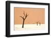 Dead trees in desert clay pan, Deadvlei, Namib-Naukluft , Namib Desert-Andrew Linscott-Framed Photographic Print