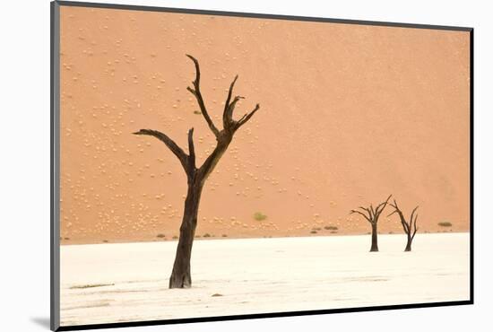 Dead trees in desert clay pan, Deadvlei, Namib-Naukluft , Namib Desert-Andrew Linscott-Mounted Photographic Print