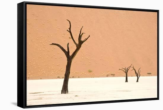 Dead trees in desert clay pan, Deadvlei, Namib-Naukluft , Namib Desert-Andrew Linscott-Framed Stretched Canvas