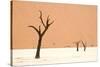 Dead trees in desert clay pan, Deadvlei, Namib-Naukluft , Namib Desert-Andrew Linscott-Stretched Canvas